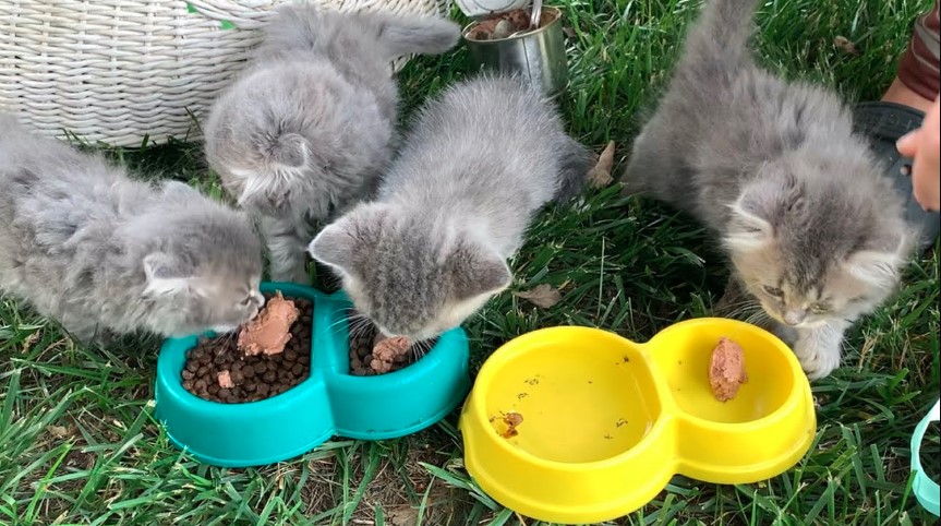 Feeding Cats and Kittens