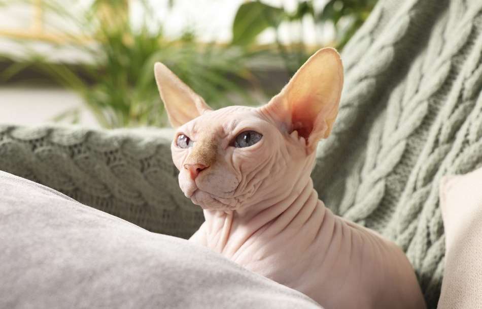 Brown and White Sphynx Cats Breeds