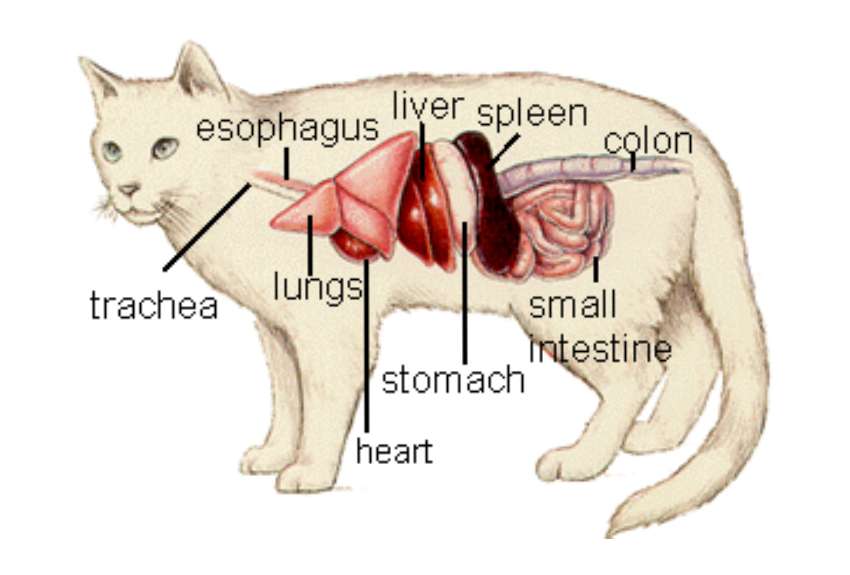 Endocrine System Of A Cat
