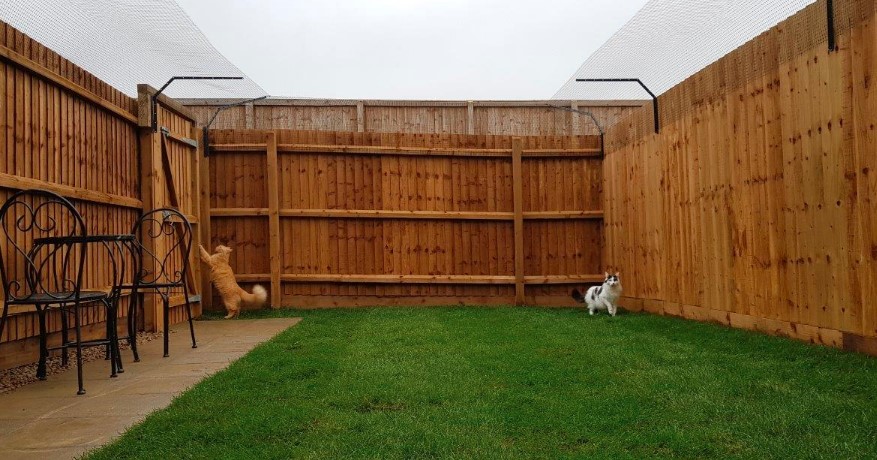 How to Build a Cat Fencing