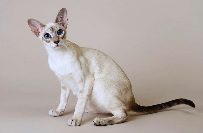 Seal Tabby Point Siamese