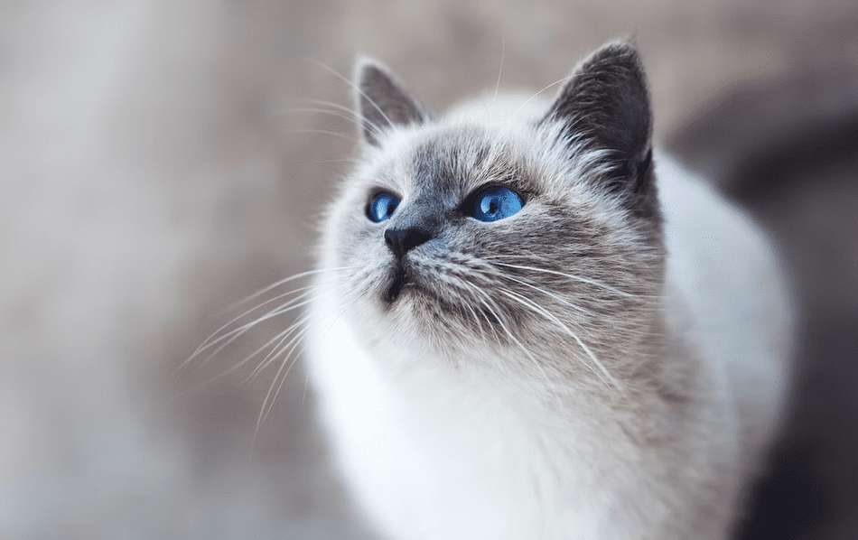 The Balinese Cat