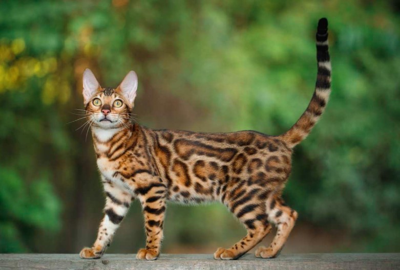 What is a Bengal Cat