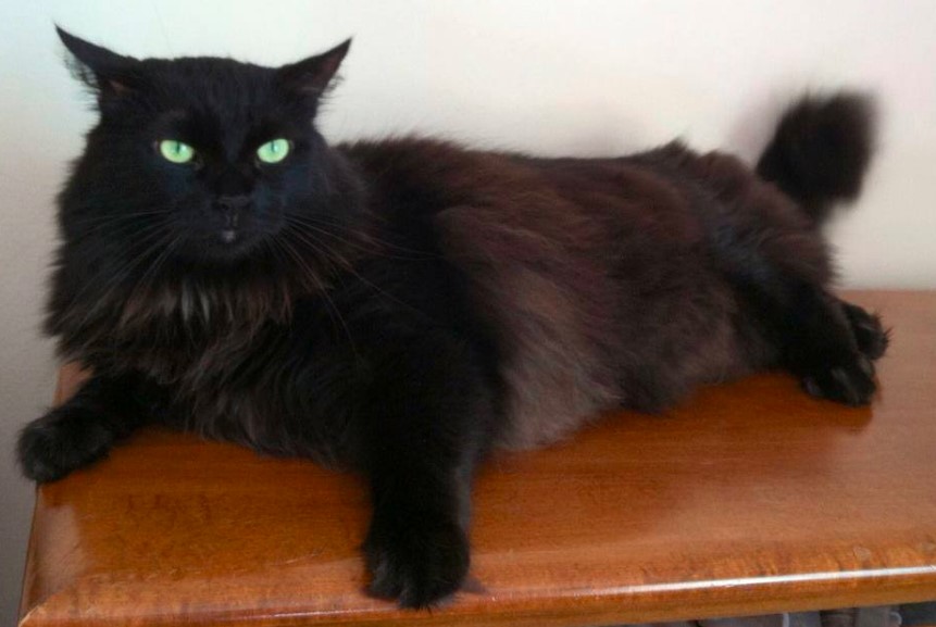 Black Ragdoll Cat Care