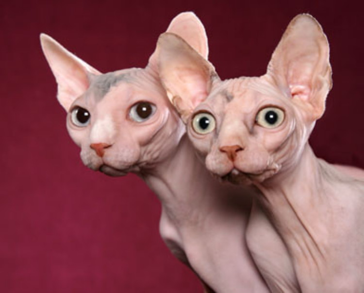 Caring for Rexes and Sphynxes Cat