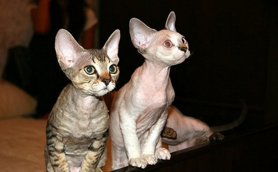 Caring for Rexes and Sphynxes