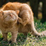 How To Treat Cat Fleas