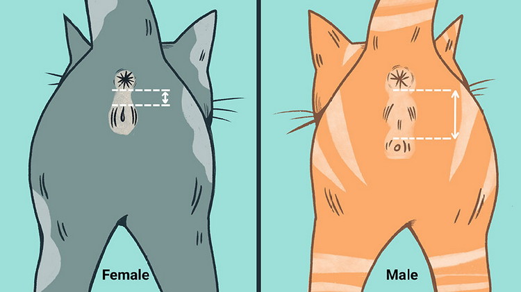 How to Sex a Kitten Female Male