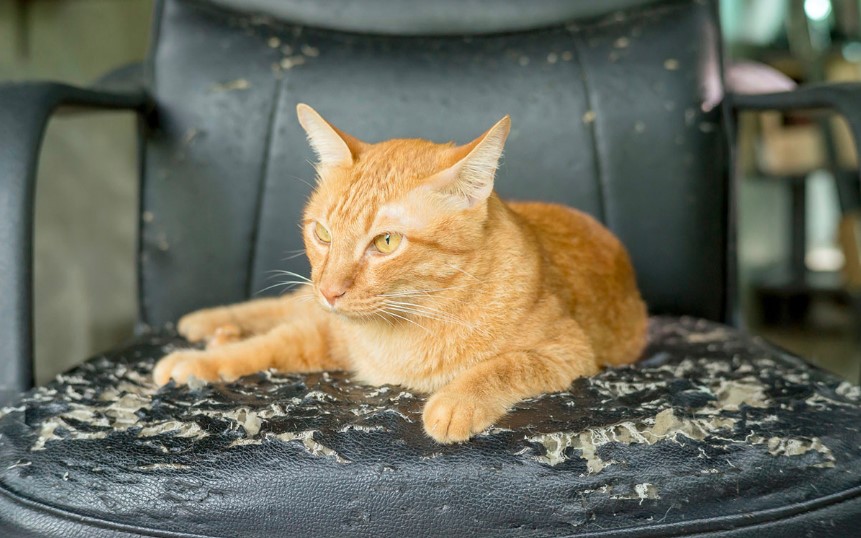 How to Stop Your Cat from Scratching Furniture