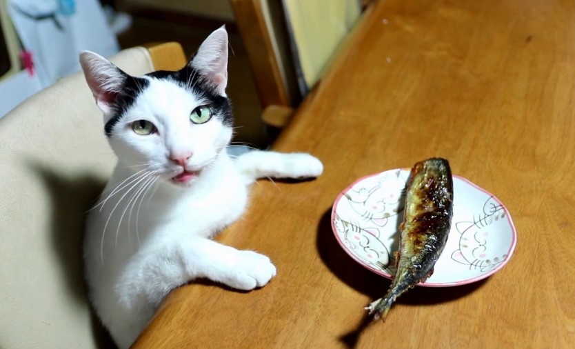 The Role of Sardines in a Cats Overall Diet