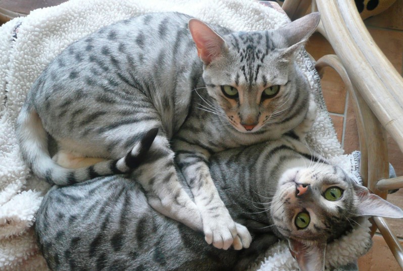 bengal silver cat breed